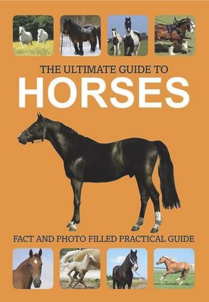 The Ultimate Guide to Horses