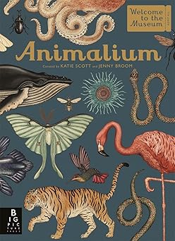 Animalium (GRADE-B)