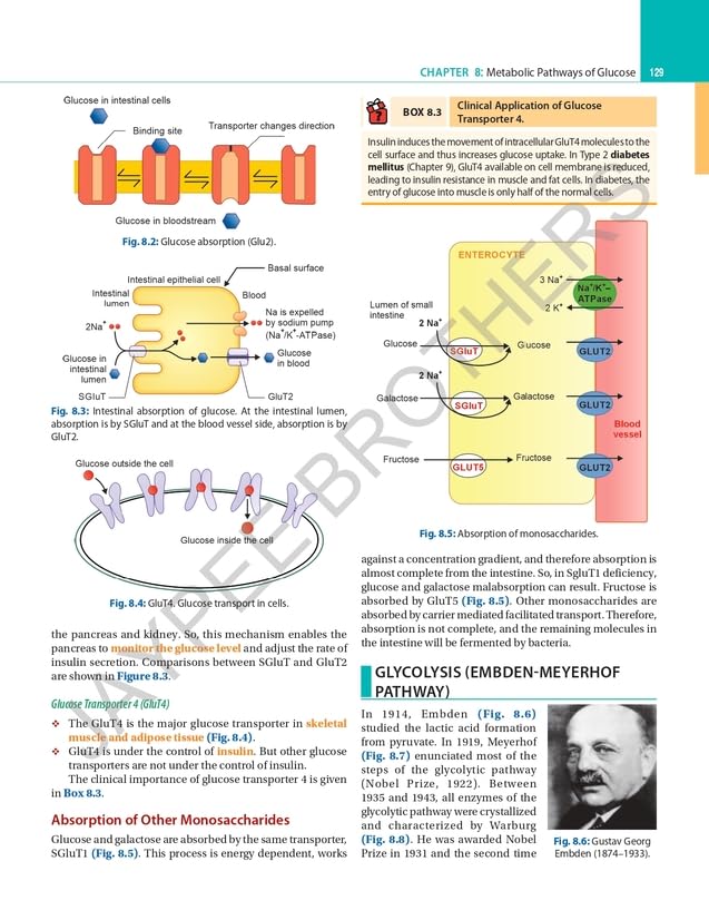 Textbook of Biochemistry for Medical Students, 11/E for MBBS 1st Year and NEET-PG | CBME-Aligned, 40 Case Scenarios, AETCOM Module | Free One Stop ... Questions: A Clinically Integrated Approach
by DM Vasudevan (Author), Sreekumari S (Author), & 1 More  F